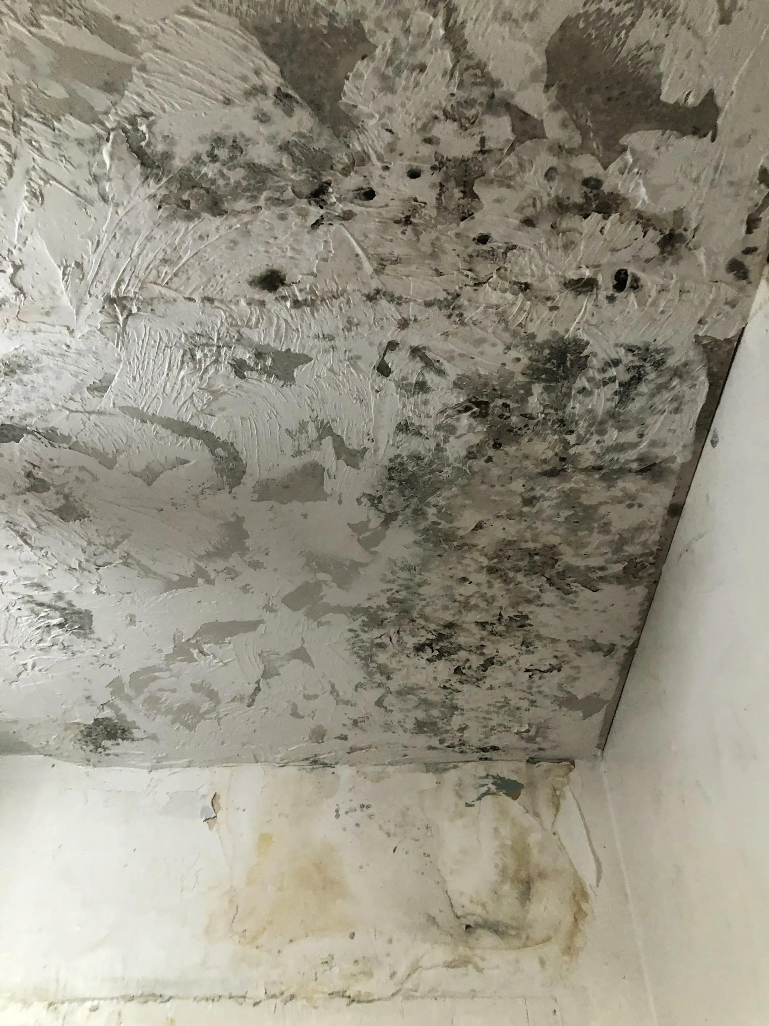Ceiling with mold showing through attempted paint cover-up in Florida home