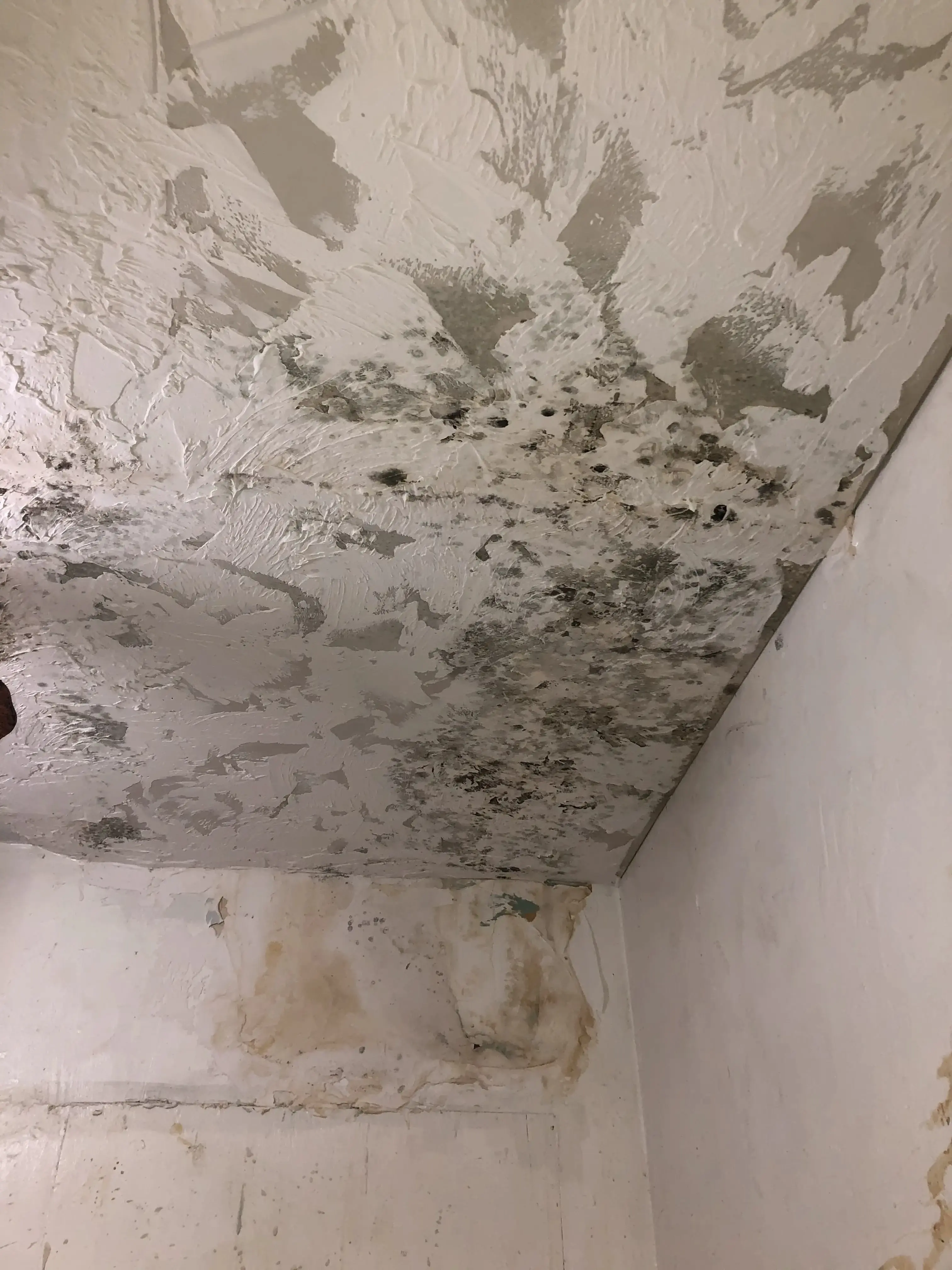 Mold bleeding through paint on ceiling demonstrating why paint over mold fails