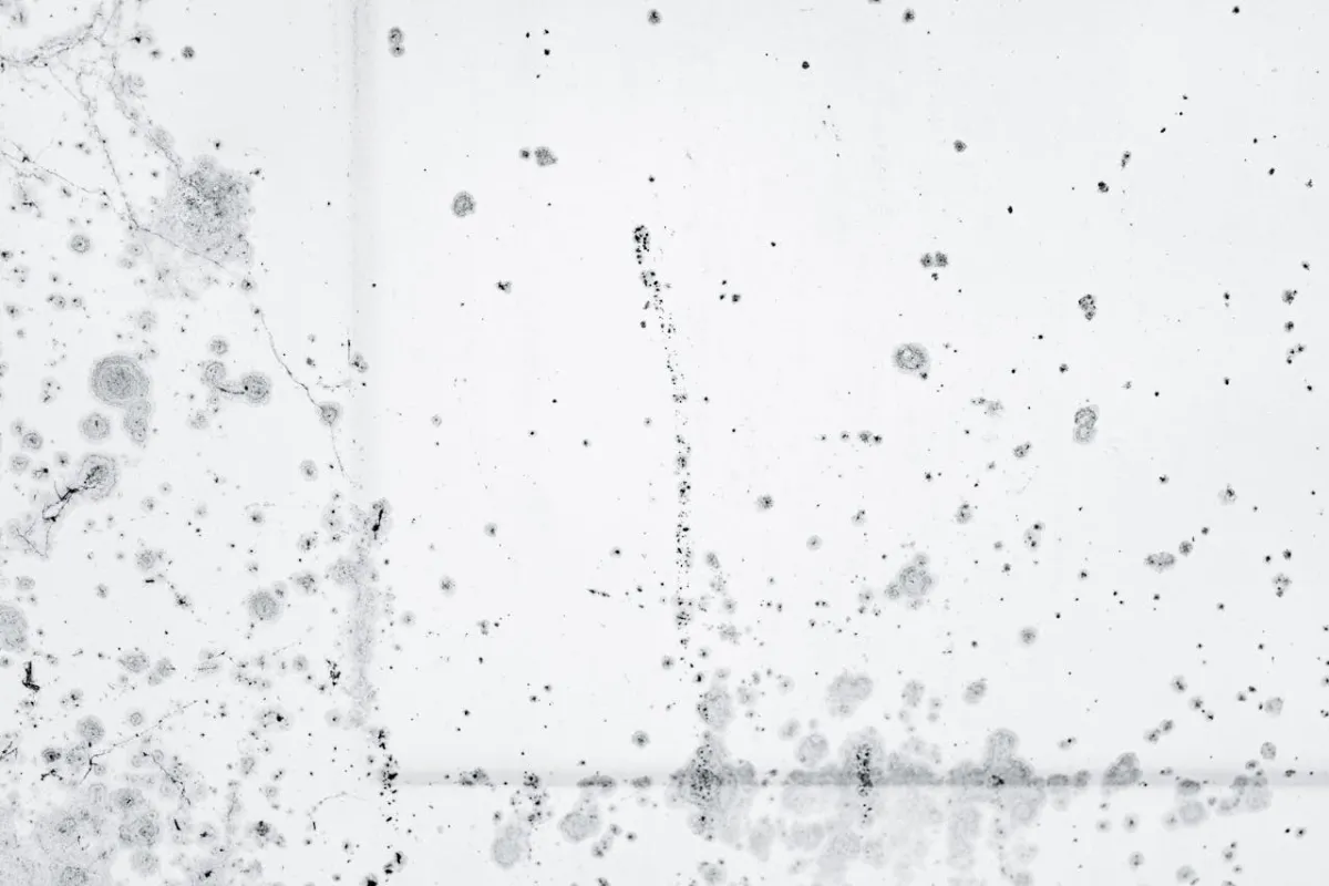 Mold growth on interior wall of Florida home